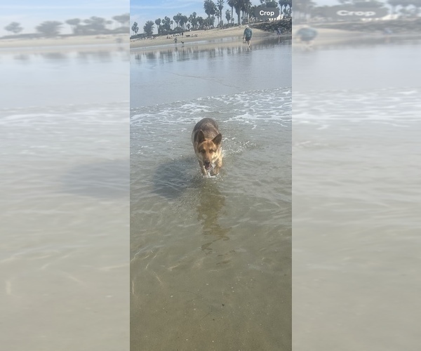 Medium Photo #1 German Shepherd Dog Puppy For Sale in EL CAJON, CA, USA