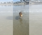 Small Photo #1 German Shepherd Dog Puppy For Sale in EL CAJON, CA, USA