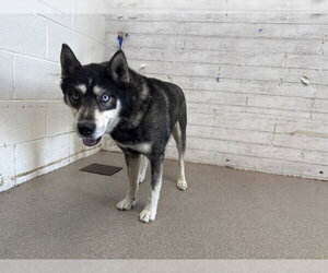 Siberian Husky Dogs for adoption in San Bernardino, CA, USA