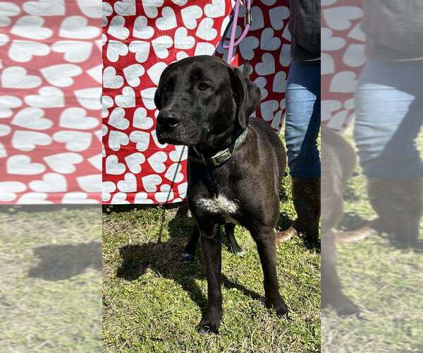 Medium Photo #2 Mutt Puppy For Sale in Abbeville, LA, USA