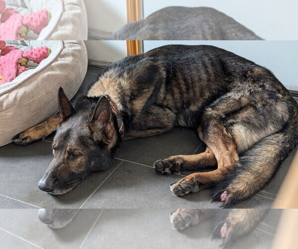 Medium Photo #6 German Shepherd Dog Puppy For Sale in Princeton, MN, USA