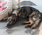 Small #5 German Shepherd Dog