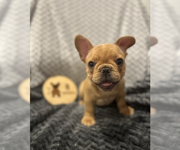 Medium Photo #1 French Bulldog Puppy For Sale in RIDGEVILLE, SC, USA