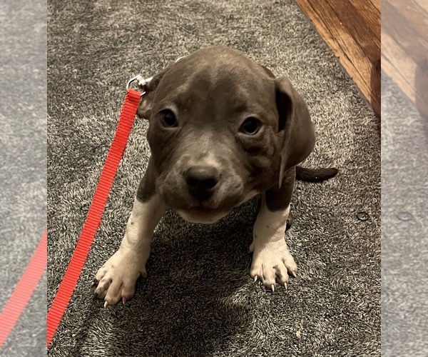 Medium Photo #19 American Bully Puppy For Sale in BUFFALO, NY, USA