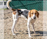 Small Photo #2 Mutt Puppy For Sale in Hilton Head, SC, USA
