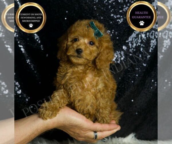 Medium Photo #6 Poodle (Toy) Puppy For Sale in WARSAW, IN, USA
