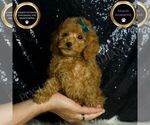 Small #5 Poodle (Toy)