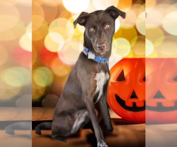 Medium Photo #3 Border Collie-Chocolate Labrador retriever Mix Puppy For Sale in Mt. Laurel, NJ, USA