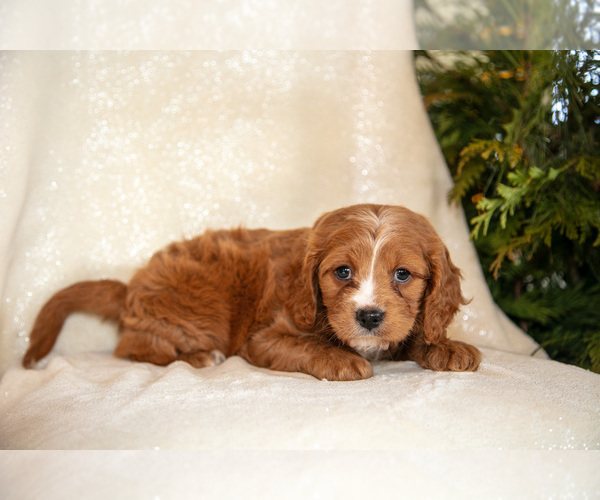 Medium Photo #7 Cavapoo (Miniature) Puppy For Sale in LEOLA, PA, USA