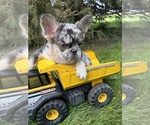 Small #4 French Bulldog