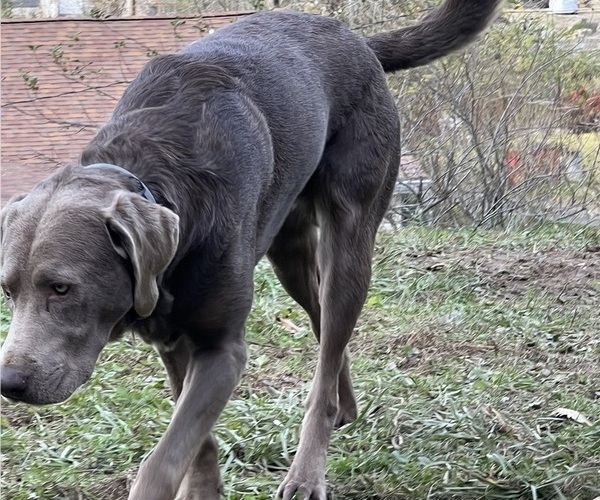 Medium Photo #1 Labrador Retriever Puppy For Sale in INEZ, KY, USA