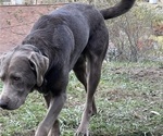 Small Photo #1 Labrador Retriever Puppy For Sale in INEZ, KY, USA