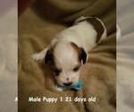 Small Photo #15 Havanese Puppy For Sale in DREXEL, MO, USA