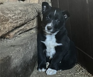 Medium Australian Cattle Dog-Labrador Retriever Mix