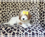 Small #4 Cavapoo