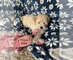 Goldendoodle (Miniature) Puppy for sale in INVERNESS, FL, USA