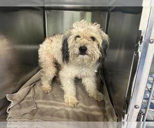 Miniature Schnauzer-Unknown Mix Dogs for adoption in Grand Prairie, TX, USA