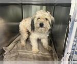 Small Miniature Schnauzer Mix