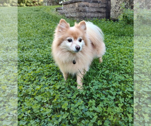 Medium Photo #1 Pomeranian Puppy For Sale in St. Louis Park, MN, USA