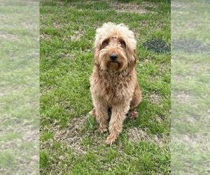 Mother of the Bernedoodle puppies born on 05/13/2025