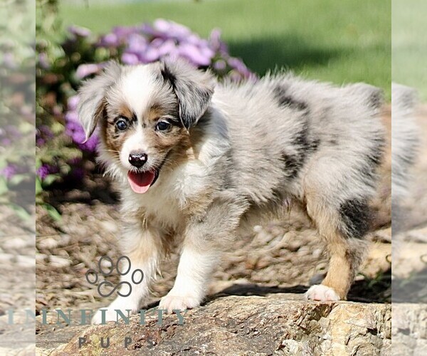 Medium Photo #2 Miniature Australian Shepherd Puppy For Sale in NEW PROVIDENCE, PA, USA