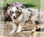 Small #1 Miniature Australian Shepherd