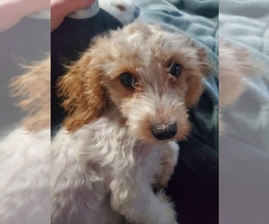 Cavapoo Puppy for Sale in GOSHEN, Indiana USA