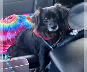 Domino - Male Pomeranian-Unknown Mix Dog for Adoption - Photo #3