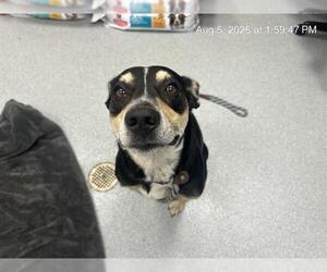 Labrador Retriever-Unknown Mix Dogs for adoption in Ocala, FL, USA