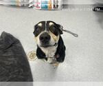 Small Labrador Retriever Mix