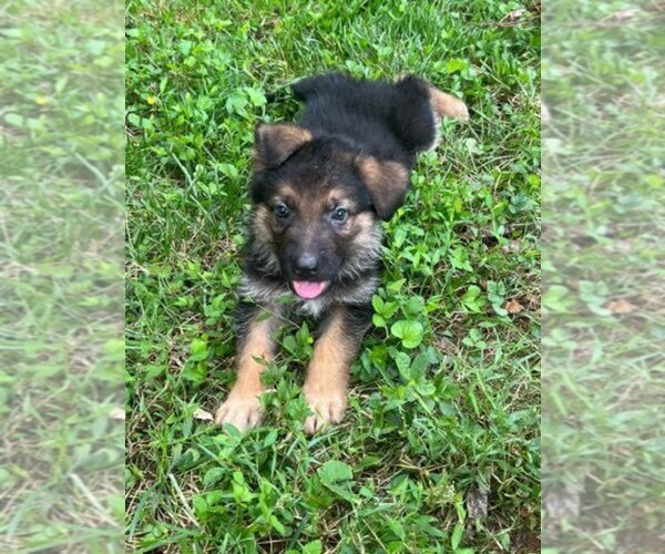 Medium Photo #9 German Shepherd Dog Puppy For Sale in CHARLOTTE, NC, USA