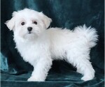 Small #1 Maltese
