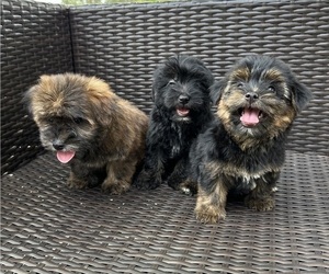 Morkie Puppy for Sale in HOLLYWOOD, Florida USA
