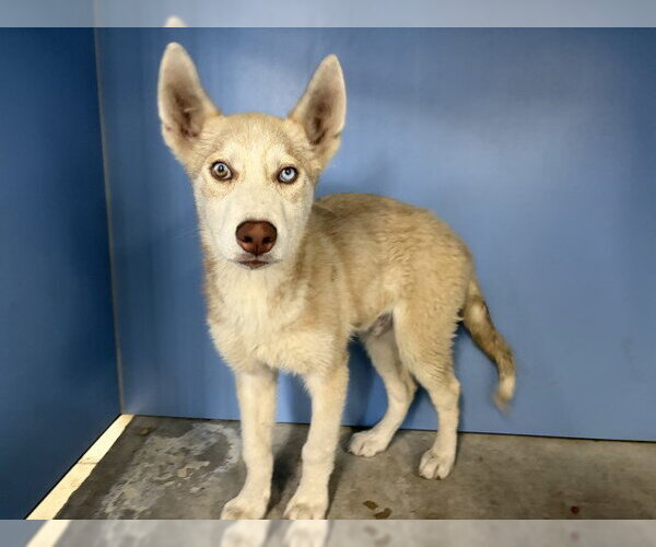 Medium Photo #1 Siberian Husky Puppy For Sale in San Bernardino, CA, USA
