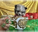 Small Photo #47 Pomeranian Puppy For Sale in HAYWARD, CA, USA
