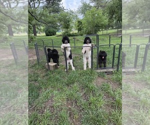 Poodle (Standard) Litter for sale in ELKINS, AR, USA