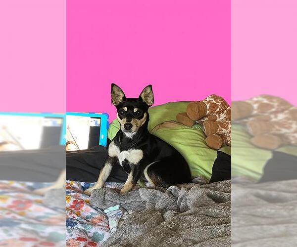 Medium Photo #1 Chihuahua-Unknown Mix Puppy For Sale in San Antonio, TX, USA