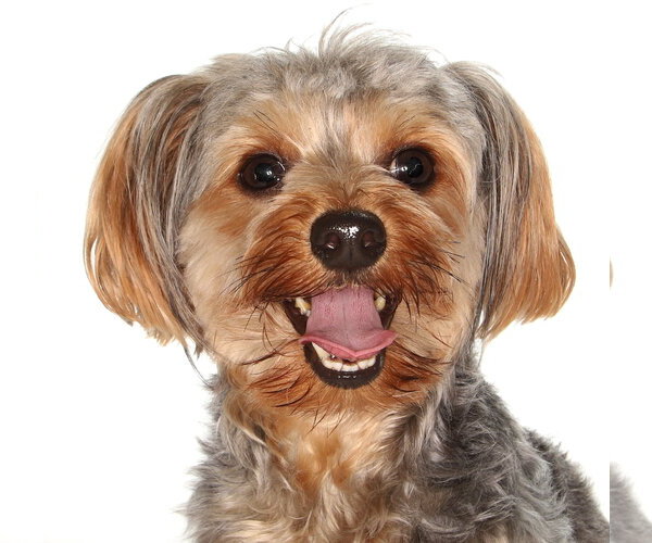 Medium Photo #1 Mutt Puppy For Sale in Oakland Park, FL, USA
