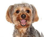Small Mutt