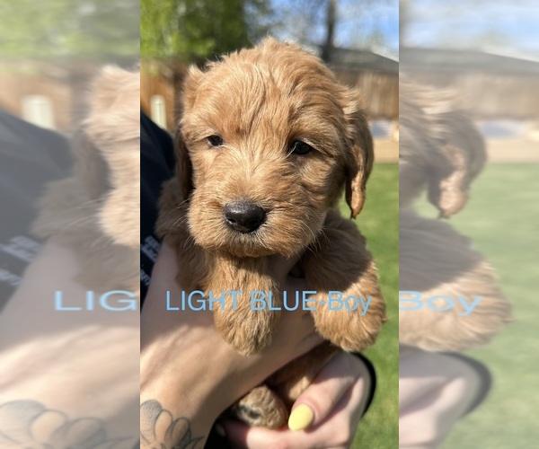 Medium Photo #1 Australian Labradoodle Puppy For Sale in STAR, ID, USA