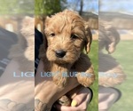 Puppy Light blue Australian Labradoodle
