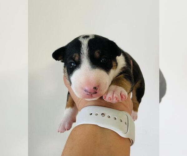 Medium Photo #1 Miniature Bull Terrier Puppy For Sale in POMPANO BEACH, FL, USA