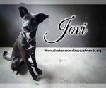 Small #1 German Shepherd Dog Mix