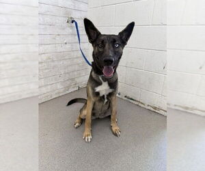 German Shepherd Dog Dogs for adoption in San Bernardino, CA, USA