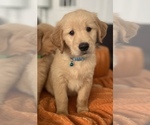 Small Photo #4 Golden Retriever Puppy For Sale in SPRING, TX, USA