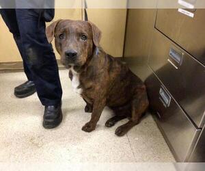 Mutt Dogs for adoption in Riverside, CA, USA