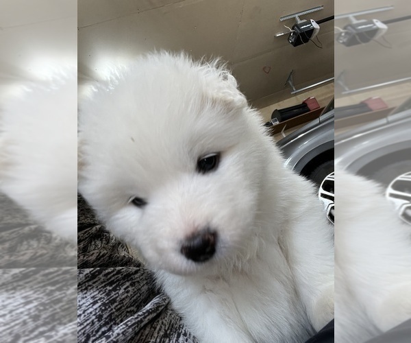 Medium Photo #3 Samoyed Puppy For Sale in LITTLE FALLS, MN, USA