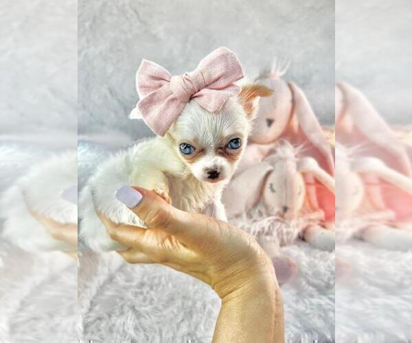 Medium Photo #11 Chihuahua Puppy For Sale in JACKSONVILLE, FL, USA