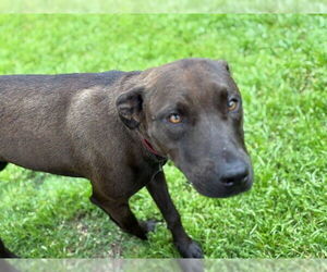 American Pit Bull Terrier-Unknown Mix Dogs for adoption in Tulsa, OK, USA