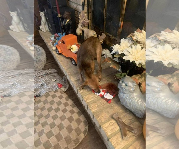 Medium Photo #9 Chipin Puppy For Sale in Wakefield, RI, USA